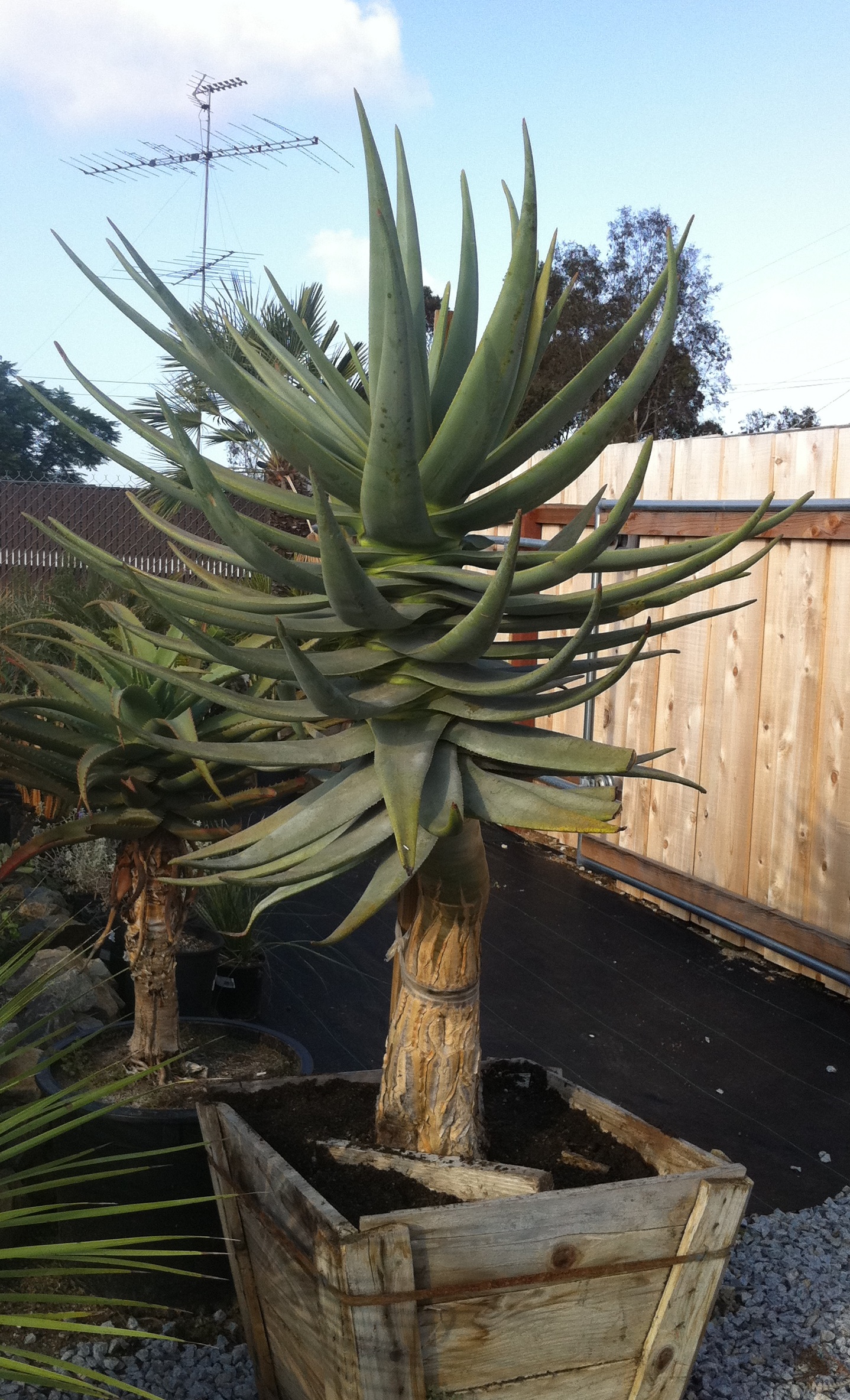 Tree Aloes For Sale PalmTalk